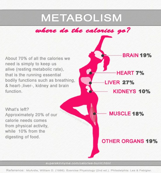 Metabolism Chart